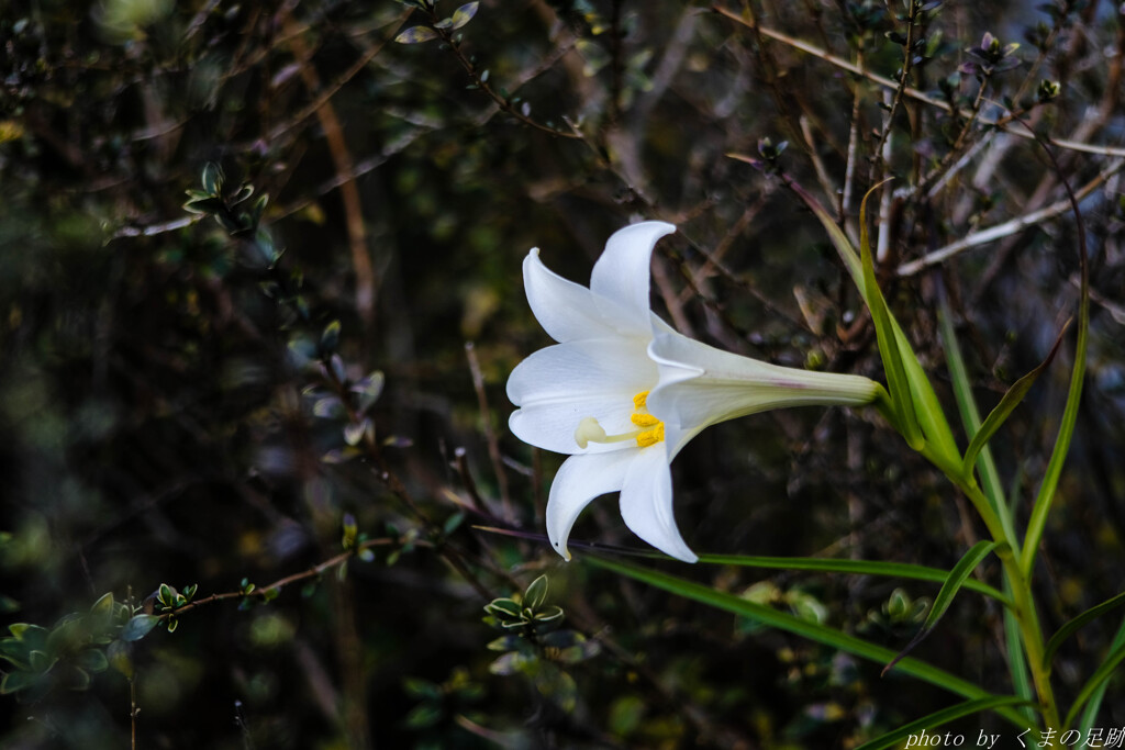 小寒白花