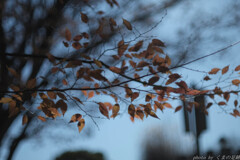 散りぬべき 時知りてこそ