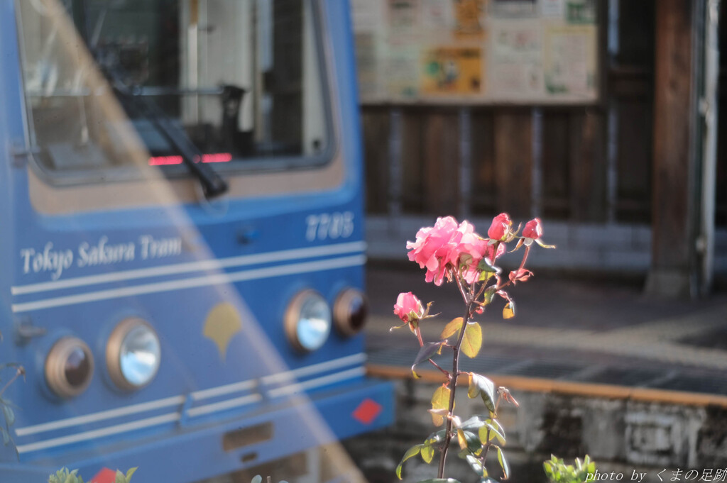 鉄と薔薇