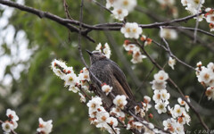 独占欲が強い奴