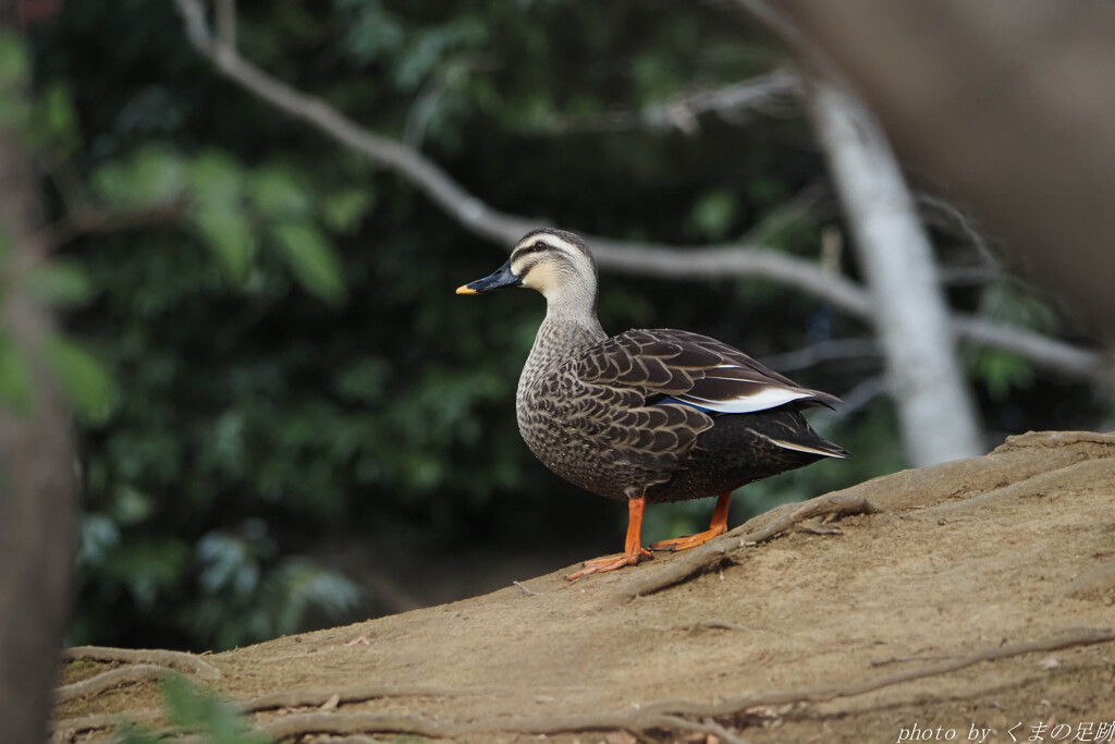 寒に入らんば春を得ず