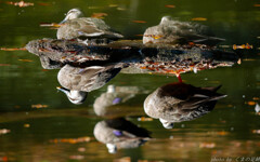 暦と気持ちはすれ違い