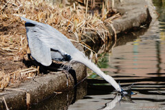 サギまっしぐら