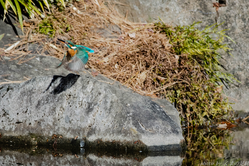 今後に期待を持たせてくれる奴