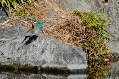 今後に期待を持たせてくれる奴