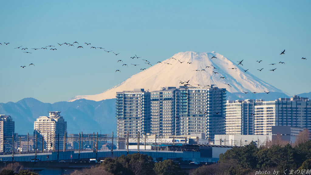 飛ぶ鳥が途切れない勢い