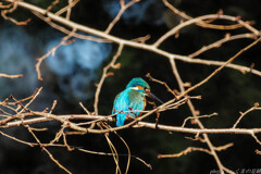 ここにもそこにもあそこにも