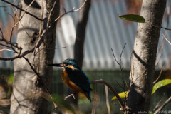 瑠璃も玻璃も照らせば光る