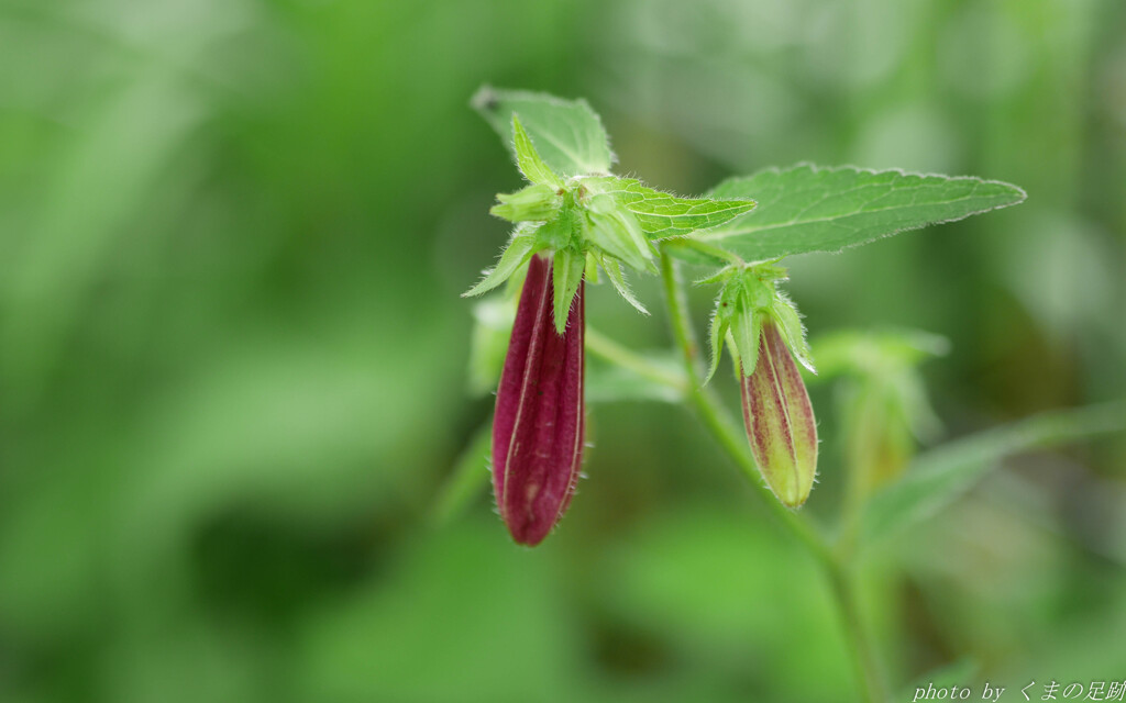 茄子のなりに見えにけり