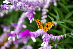 秋の果ての庭にて