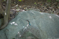碧いペンギン