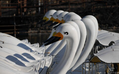 白鳥の舞