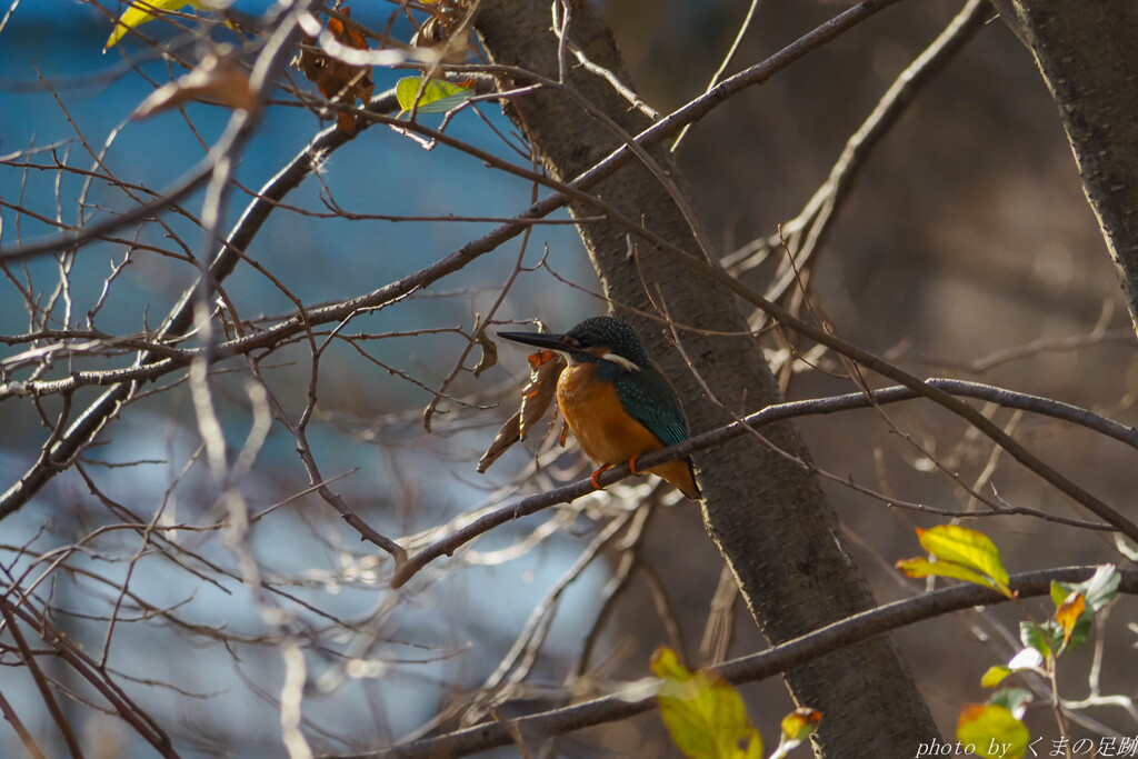 RAWに入らずんば好図を得ず？