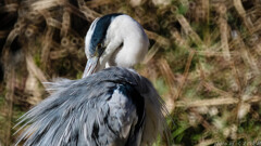 かゆいところに届くのか