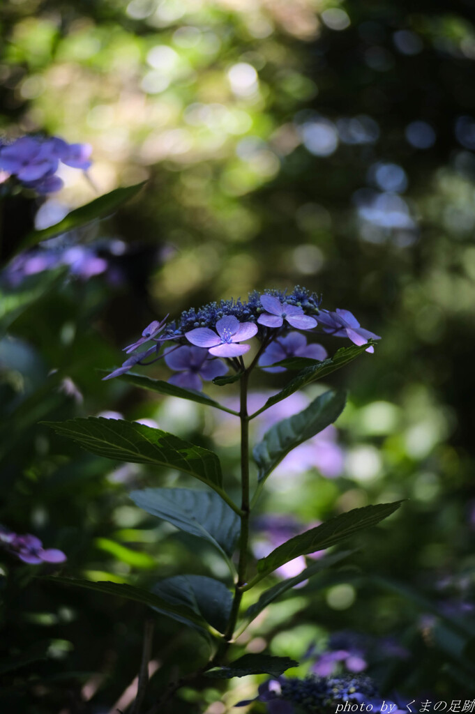 暑さしのぎ：50ｍｍ