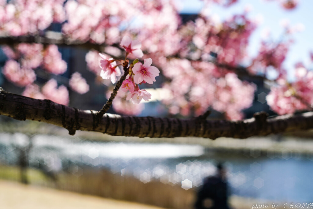 桜の下には星の川流れて