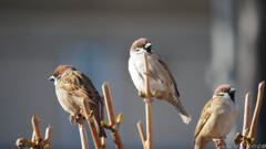 かしまし戦隊ちゅんちゅんレンジャー