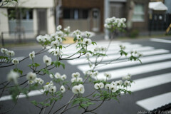 道を渡れば