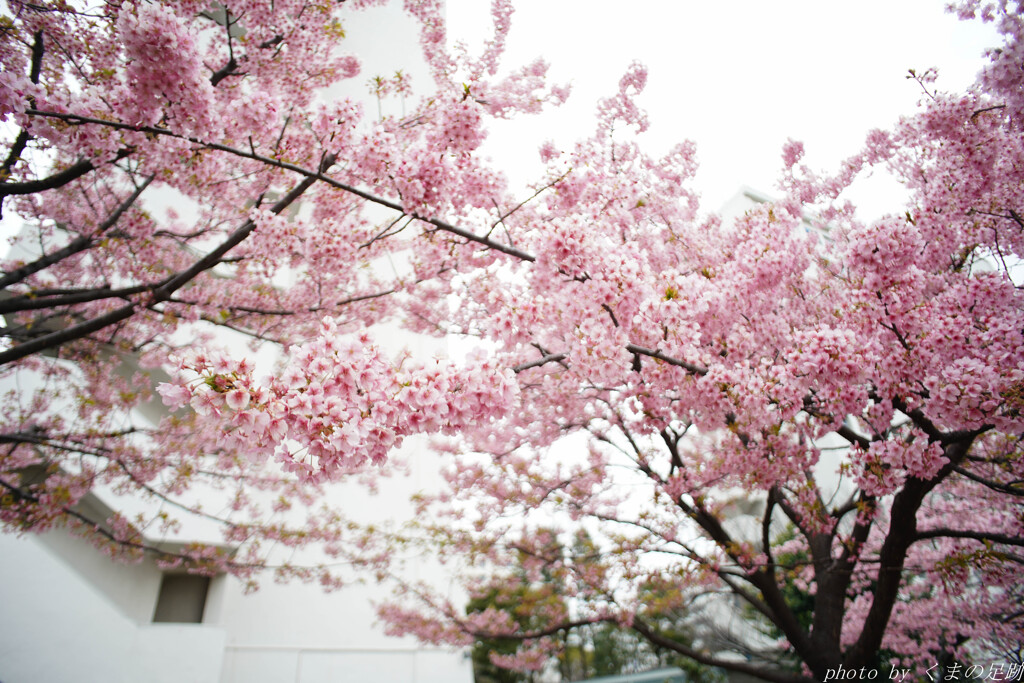 花曇り