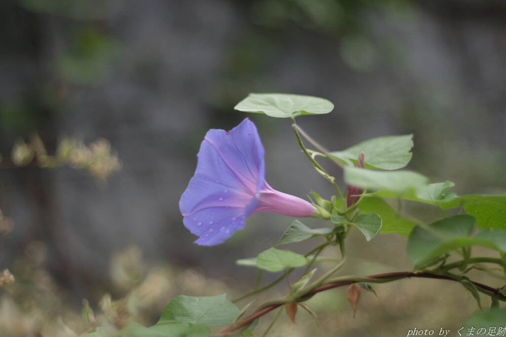 雨の忘れ物