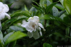薫花