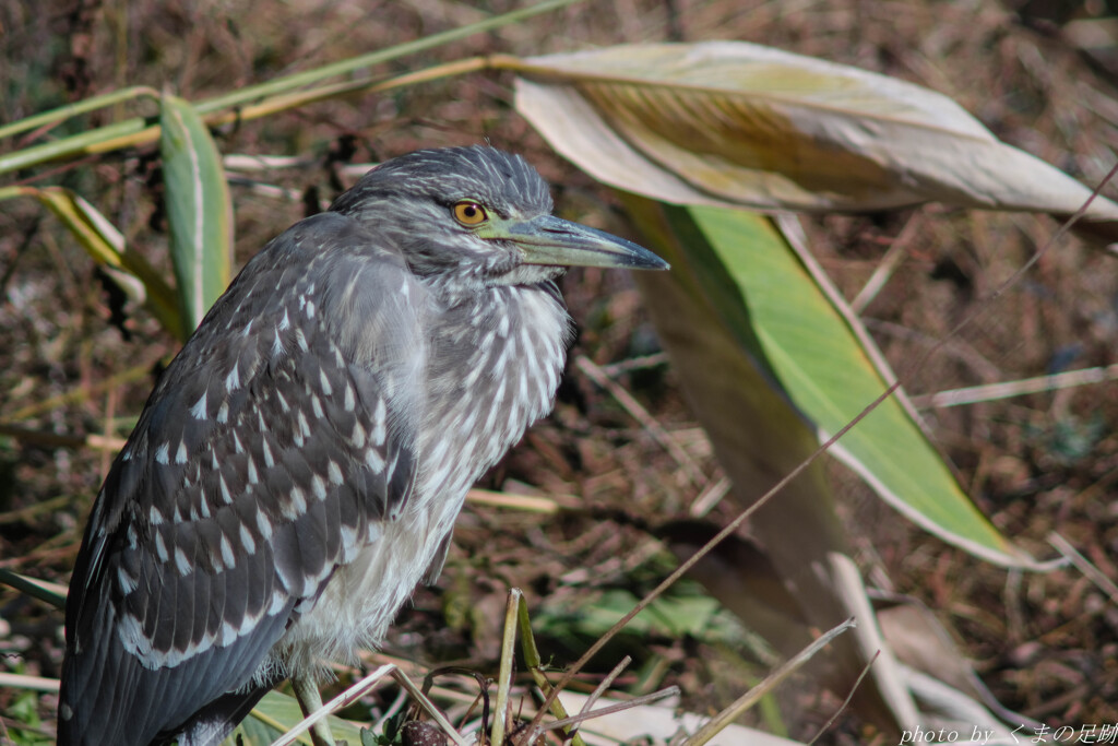 久しぶりですね