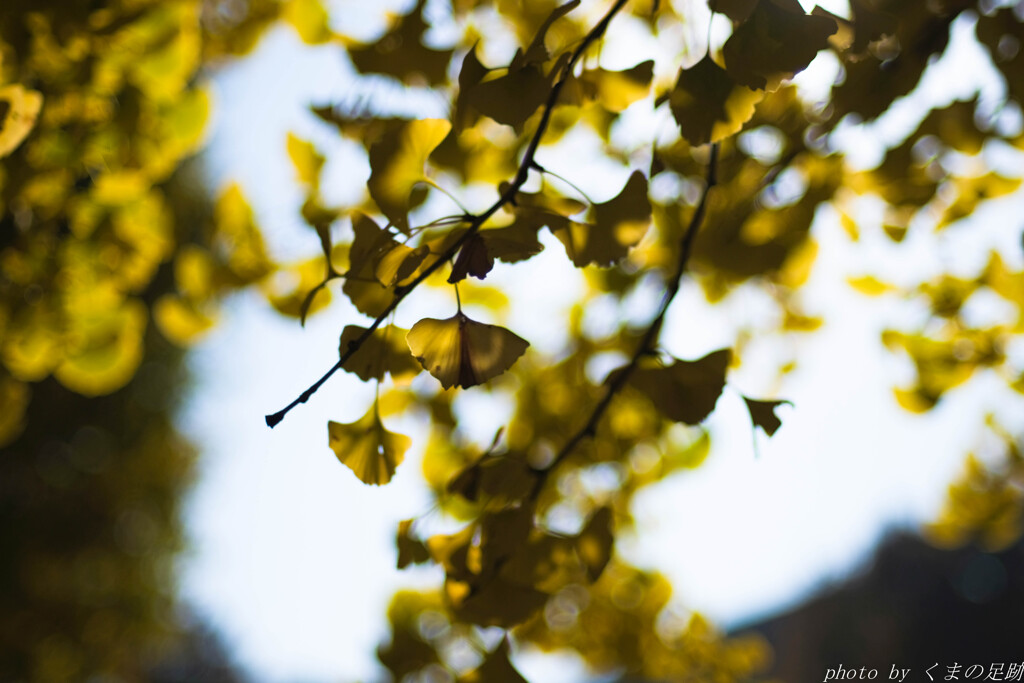 黄色い蝶の舞う