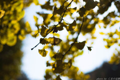 黄色い蝶の舞う