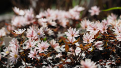 春に浮き立つ野辺