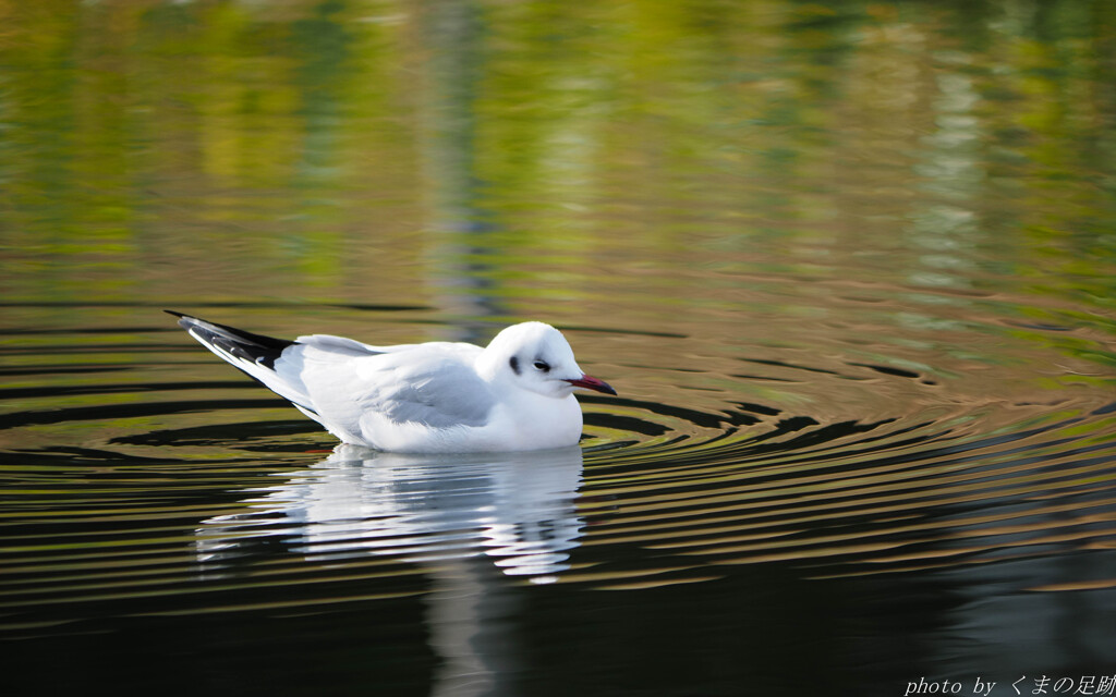 静かにこころに広がる波紋