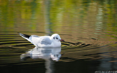 静かにこころに広がる波紋