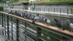 鳩の伝言ゲーム