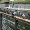 鳩の伝言ゲーム