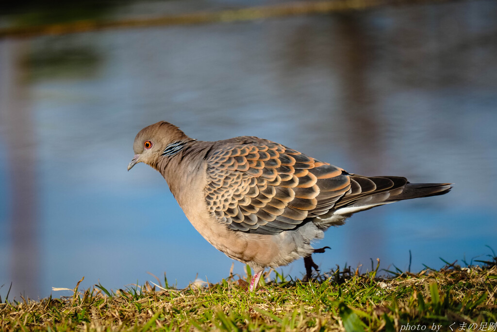 The road to OM-5 MarkⅡ  これから宜しくね