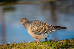 The road to OM-5 MarkⅡ  これから宜しくね