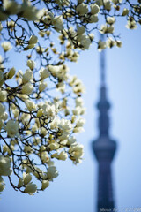 咲かぬが華
