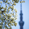 咲かぬが華