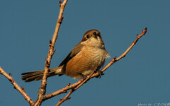 ちょっとぶりっ子してみました