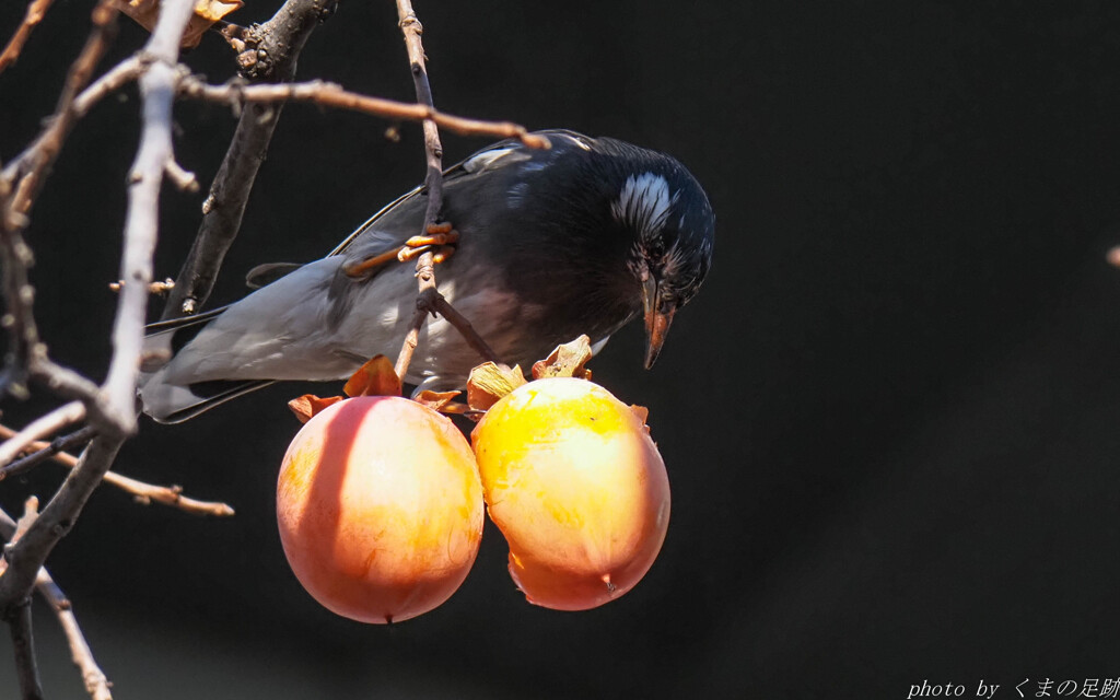 タンタンたぬきのムックんは