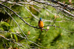 早すぎるクリスマスプレゼント