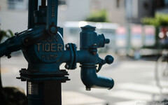 I am  the Tiger：50ｍｍ