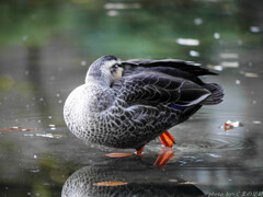 明鏡止水