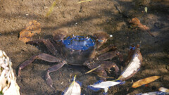 おいしそうな奴