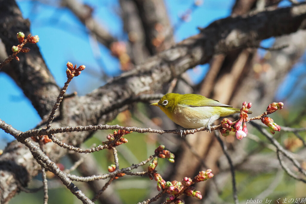 まだ咲かないの