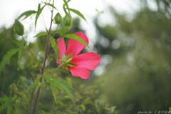 夏の赤