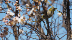 枝かぶり、かぶれば、かぶる時
