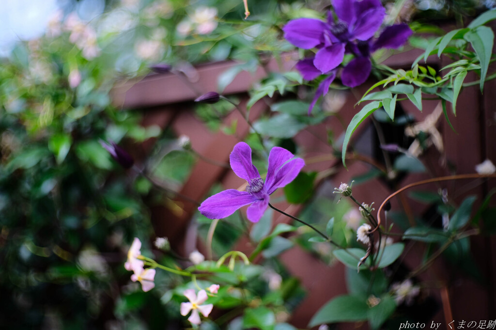 久しぶりのPROVIA