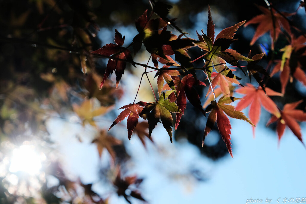 どうする紅葉