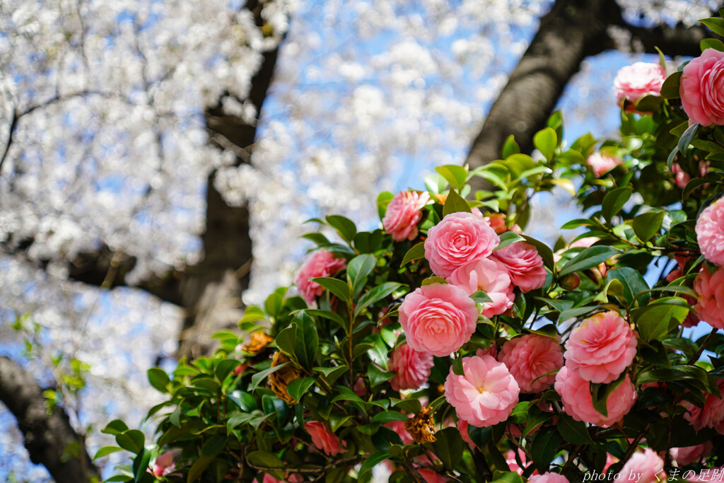 紅白花合戦
