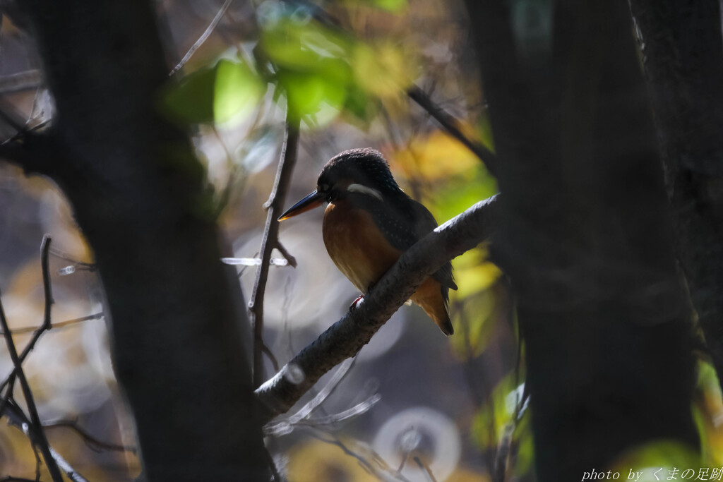 動かざることハシビロコウの如し